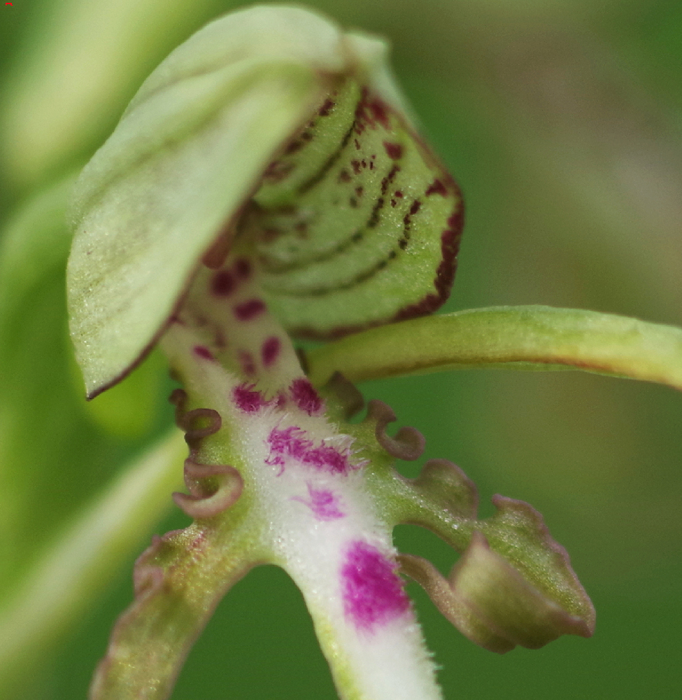 Himantoglossum hircinum ou orchis bouc Imgp8714