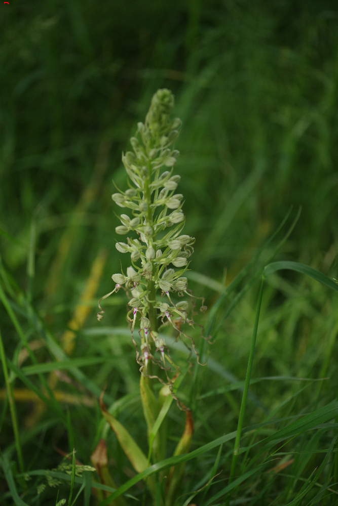 Himantoglossum hircinum ou orchis bouc Imgp8715