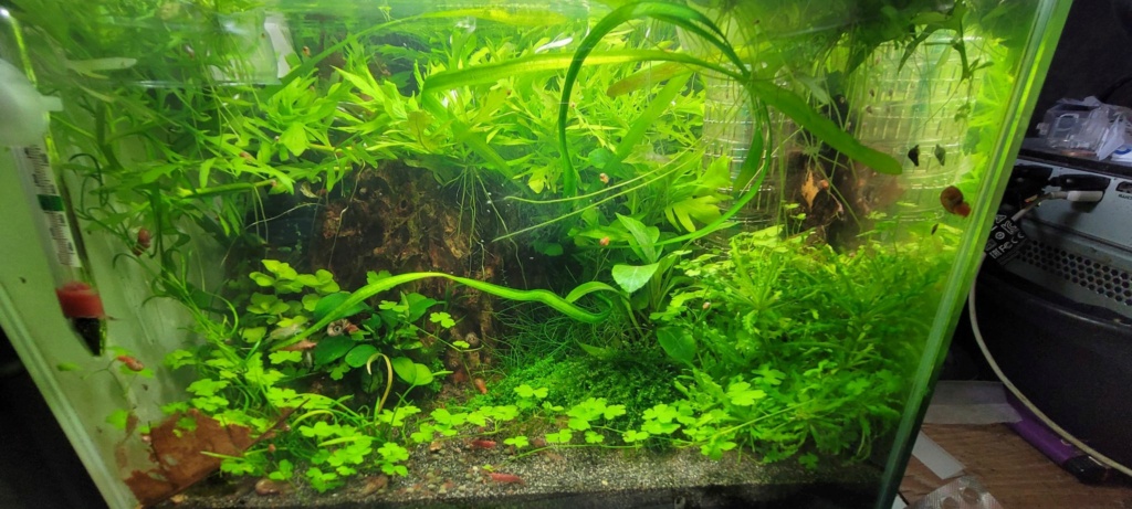KaerisWorld (200L Hollandais, 60L Boraras, 20L redfire) 15642710