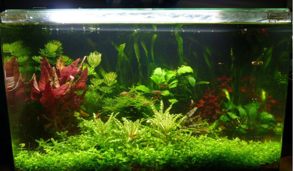 KaerisWorld (200L Hollandais, 60L Boraras, 20L redfire) Aqua10
