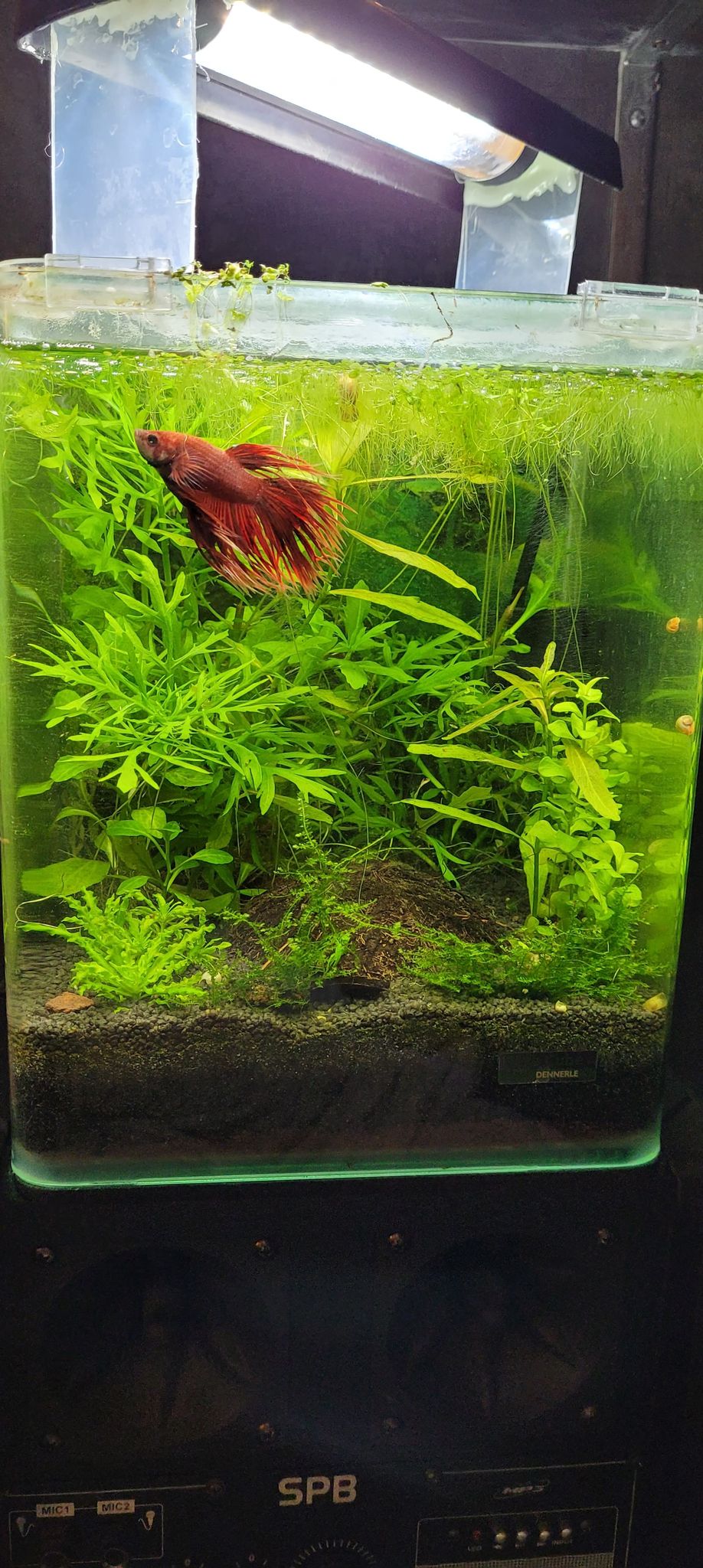 KaerisWorld (200L Hollandais, 60L Boraras, 20L redfire) Beta0310