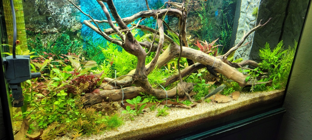 KaerisWorld (200L Hollandais, 60L Boraras, 20L redfire) Capous11