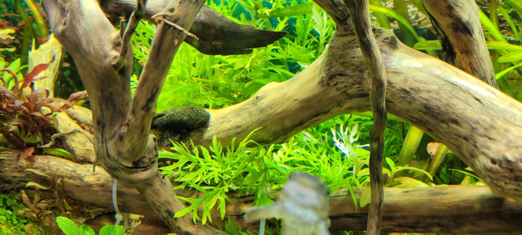 KaerisWorld (200L Hollandais, 60L Boraras, 20L redfire) Capous14
