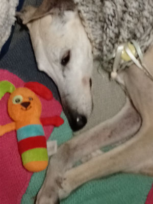 CRISTINA - galga 9 ans - Asso Une Histoire de Galgos - en fa 1388