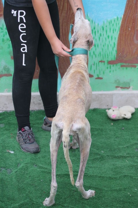 CRISTINA - galga 9 ans - Asso Une Histoire de Galgos - en fa  Cristi26