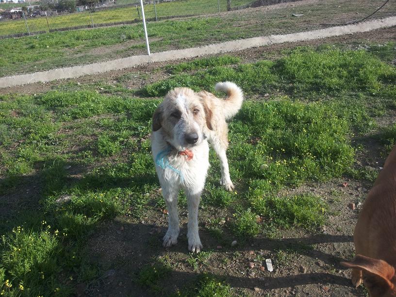 ELLA - mastine 12 ans (10 ans de refuge) - Asso Une Histoire de Galgos - Extramadure Espagne Ela_3110