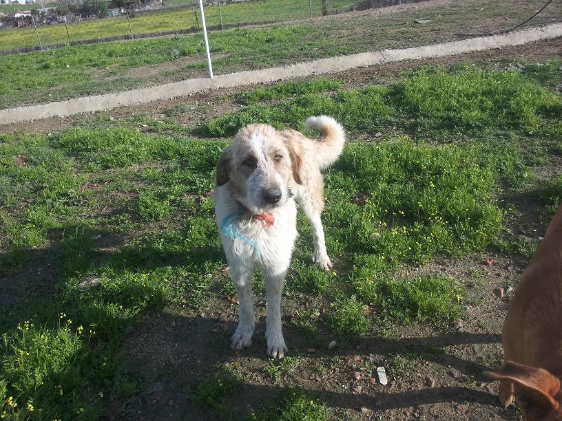 ELLA - mastine  12 ans (10 ans de refuge)  - Asso Une Histoire de Galgos  - Extramadure  Espagne Ela_3110