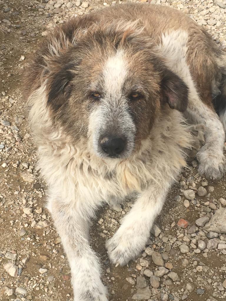 ELLA - mastine  12 ans (10 ans de refuge)  - Asso Une Histoire de Galgos  - Extramadure  Espagne Img-2237