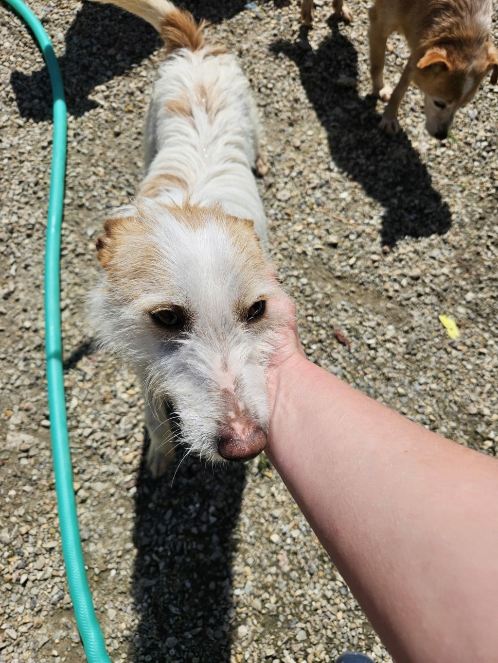 LOBITO PODENGO PORTUGAIS - NE LE 01/01/2020 - A L'ADOPTION Img-3833