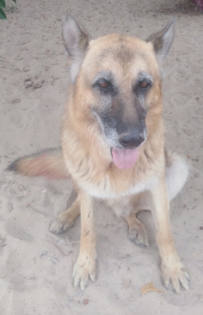 THOR - berger allemand 11 ans  (4 ans de refuge) - Asso Une Histoire de Galgos - Extramadure (Espagne) Photo-49