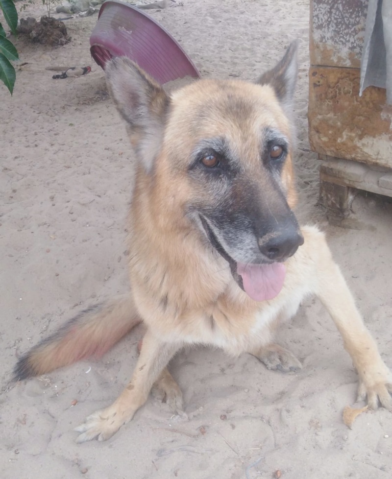 THOR - berger allemand 11 ans  (4 ans de refuge) - Asso Une Histoire de Galgos - Extramadure (Espagne) Photo-51