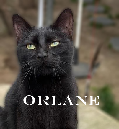 ORLANE - Noire (2021) Orlane15