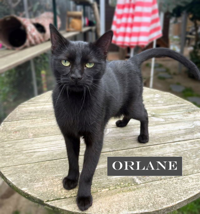 orlane - ORLANE - Noire (2021) Orlane16