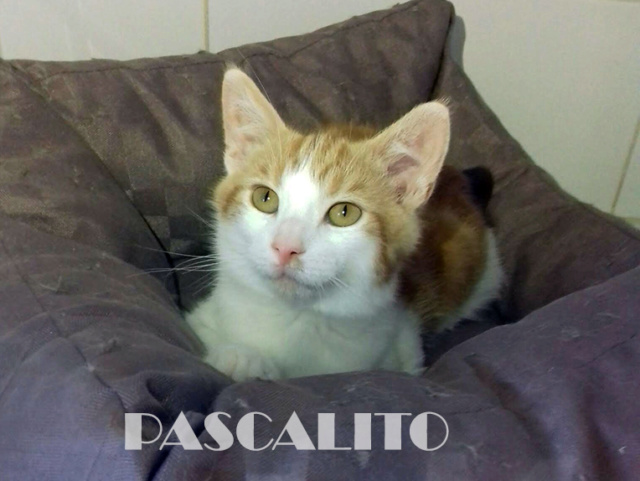 PASCALITO roux et blanc (15/3/2019) Pascal14