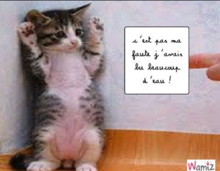 POEMES - PHOTOS - TEXTES sur les chats. - Page 19 20190141