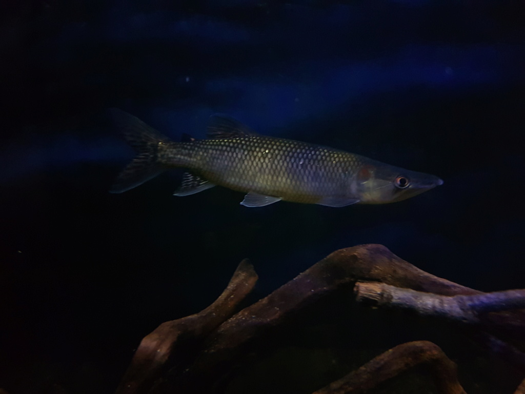 Hepsetus odoe - Barracuda Africana - African Pike 20190111