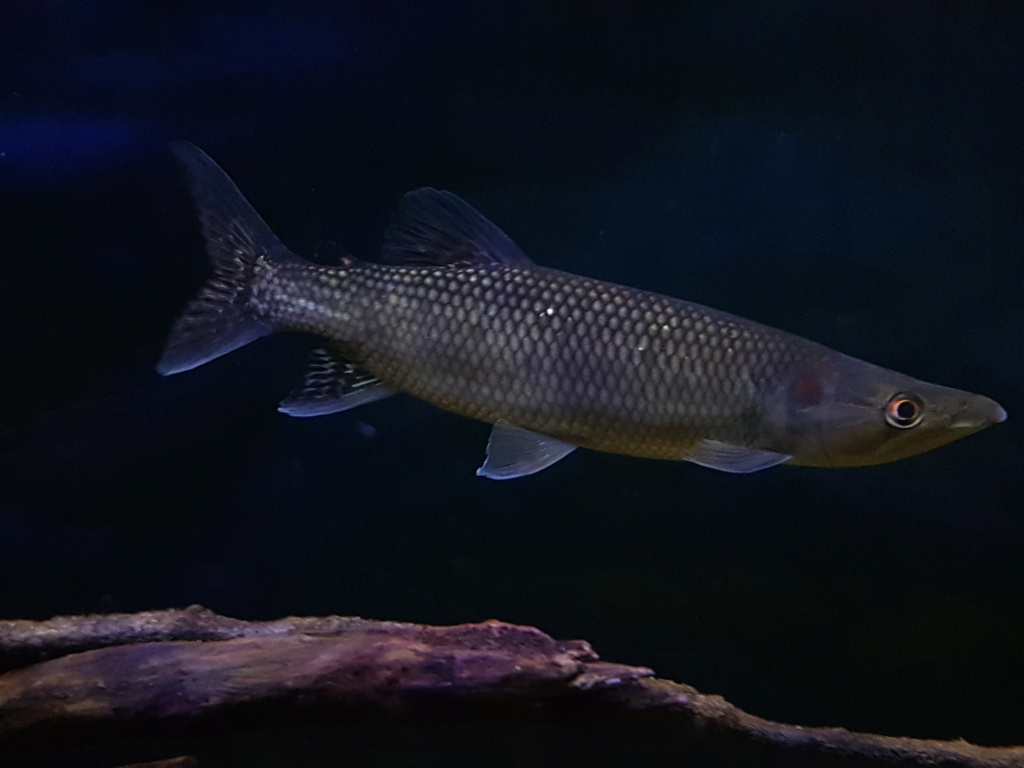 Hepsetus odoe - Barracuda Africana - African Pike 20190112
