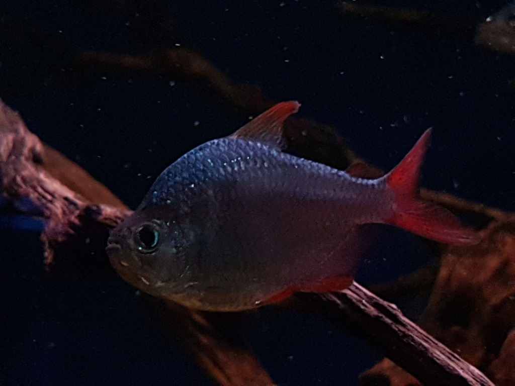 Hyphessobrycon columbianus ZARSKE & GÉRY, 2002 (Tetra Colombiano) - Página 2 20190118