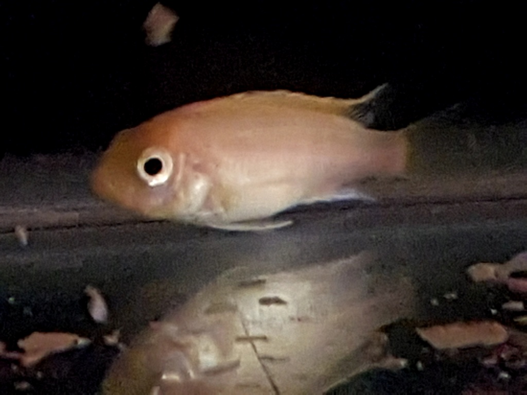 Labidochromis caeruleus (Fryer, 1956) - Página 3 20190210
