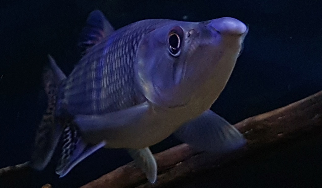 Hepsetus odoe - Barracuda Africana - African Pike - Página 2 20190213