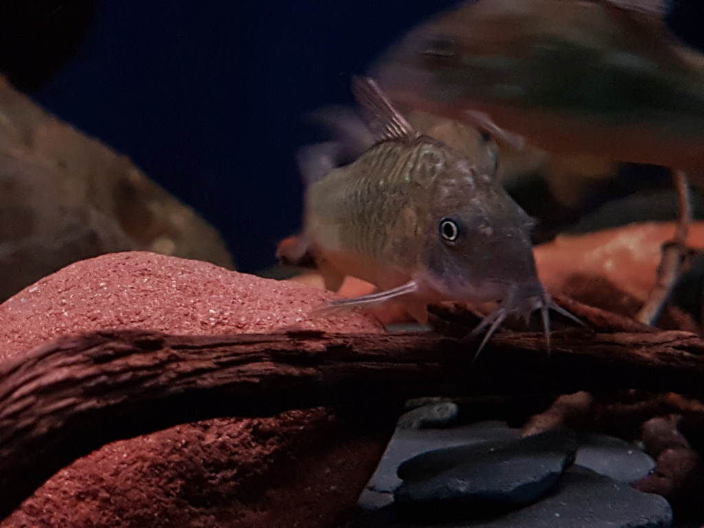 Brochis splendens  (Castelnau, 1855) - Corydora Esmeralda - Página 2 20190422