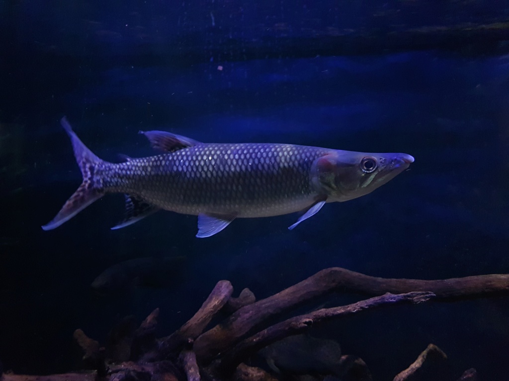 Hepsetus odoe - Barracuda Africana - African Pike - Página 2 20190510