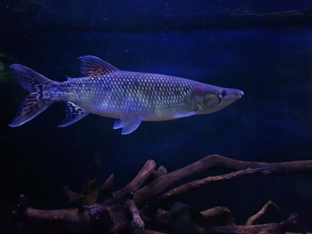 Hepsetus odoe - Barracuda Africana - African Pike - Página 2 20190511