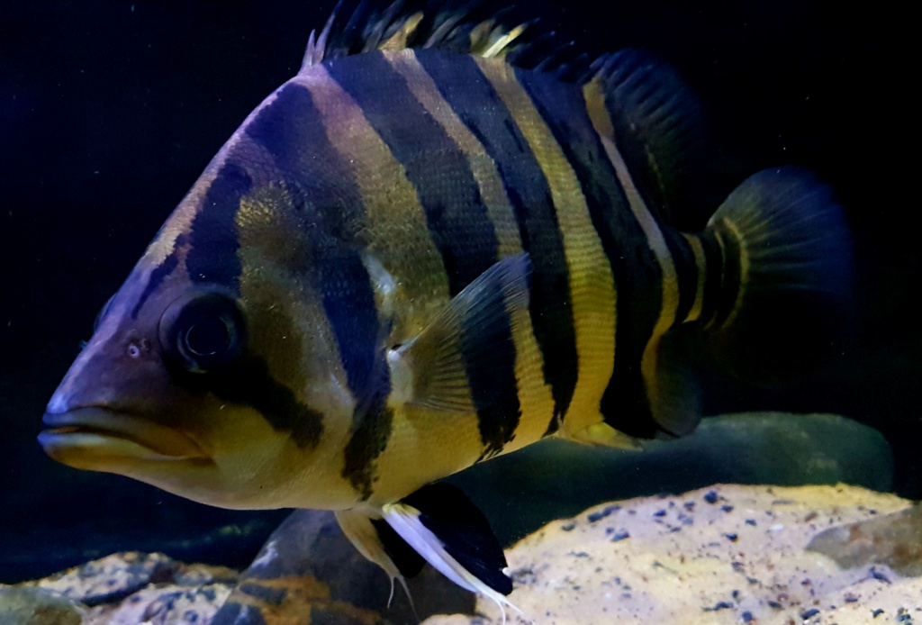 Datnioides microlepis (Bleeker, 1854) Indonesian tiger fish. Dat - Página 6 20191113