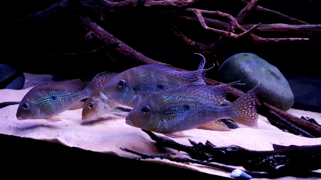Geophagus altifrons (Heckel, 1840) 20191219