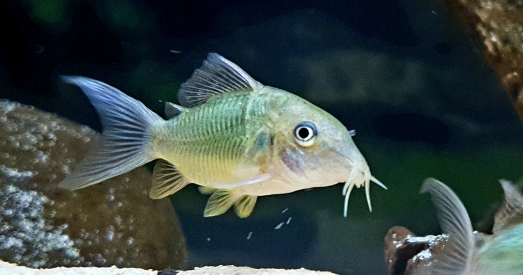 Brochis splendens  (Castelnau, 1855) - Corydora Esmeralda - Página 3 20200511