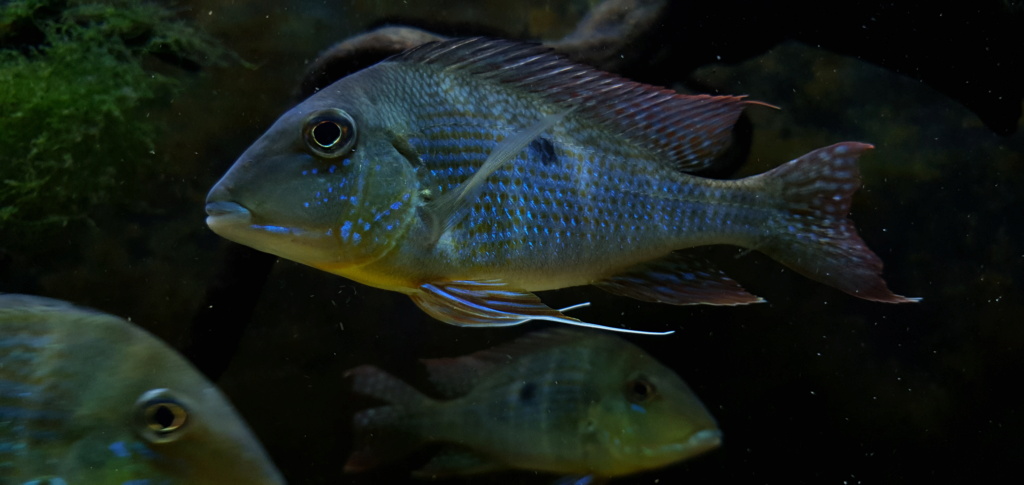 Geophagus altifrons (Heckel, 1840) - Página 2 20200812