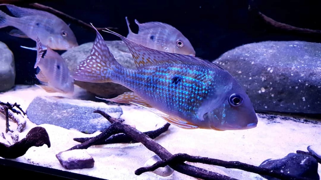 Geophagus altifrons (Heckel, 1840) Img_2014