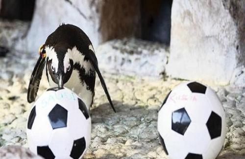 صور البطريق تينكربيل كأس العالم 2018 , البطريق تينكربيل يتوقع فوز المنتخب السعودي 116