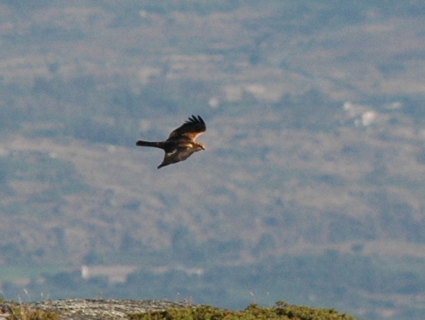 Pedido de ID - Rapinas - Serra da Estrela - 15 agosto 2018 Dsc_6921