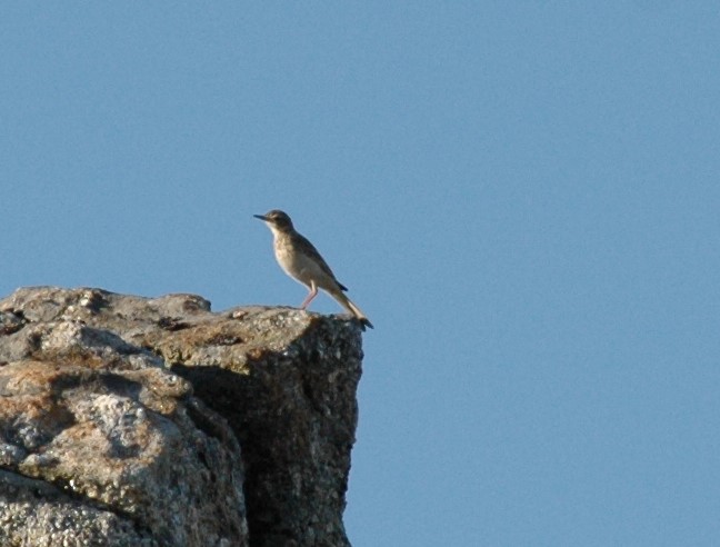 Pedido de ID - Passeriforme - Serra da Estrela - 15 agosto 2018 Dsc_7010