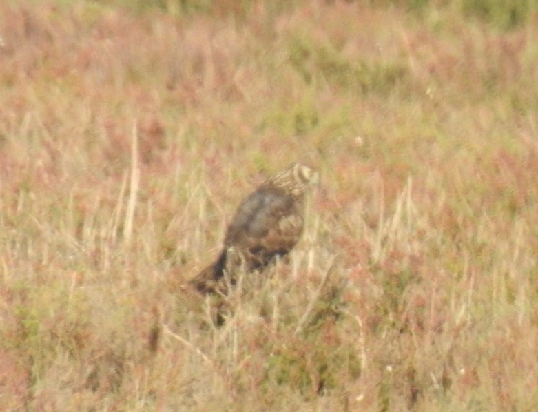 Pedido de ID - Rapinas - Área Norte - Doñana - 27/12/2018 Dscn0624