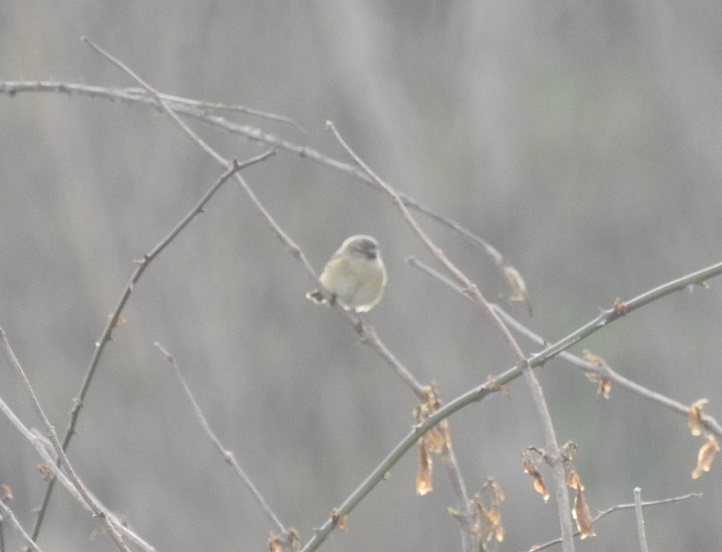 Pedido de ID - Estuário do Douro - 17 fevereiro 2019 - outra aves Dscn1910