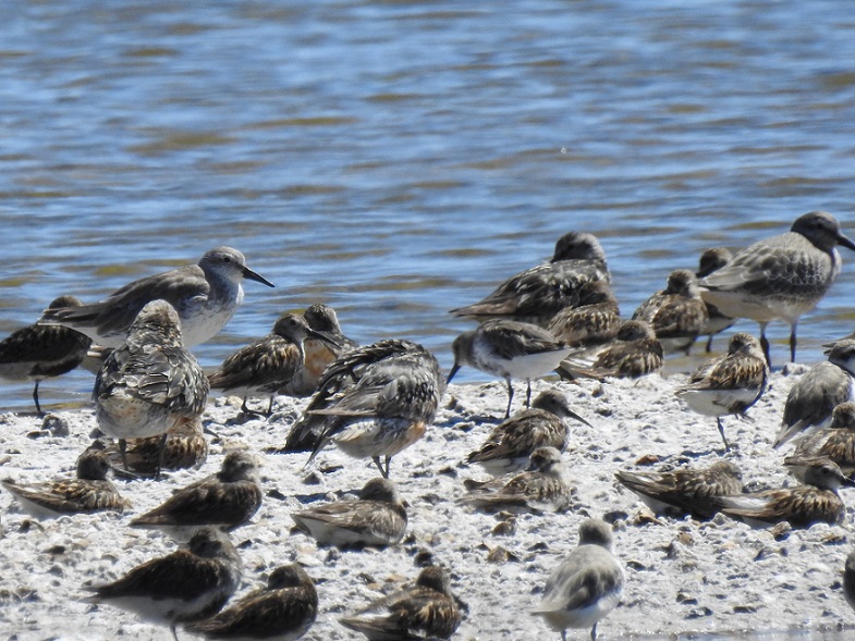 Pedido de ID - Calidris - Marinha do Grelha 18 agosto 2019 Dscn6513