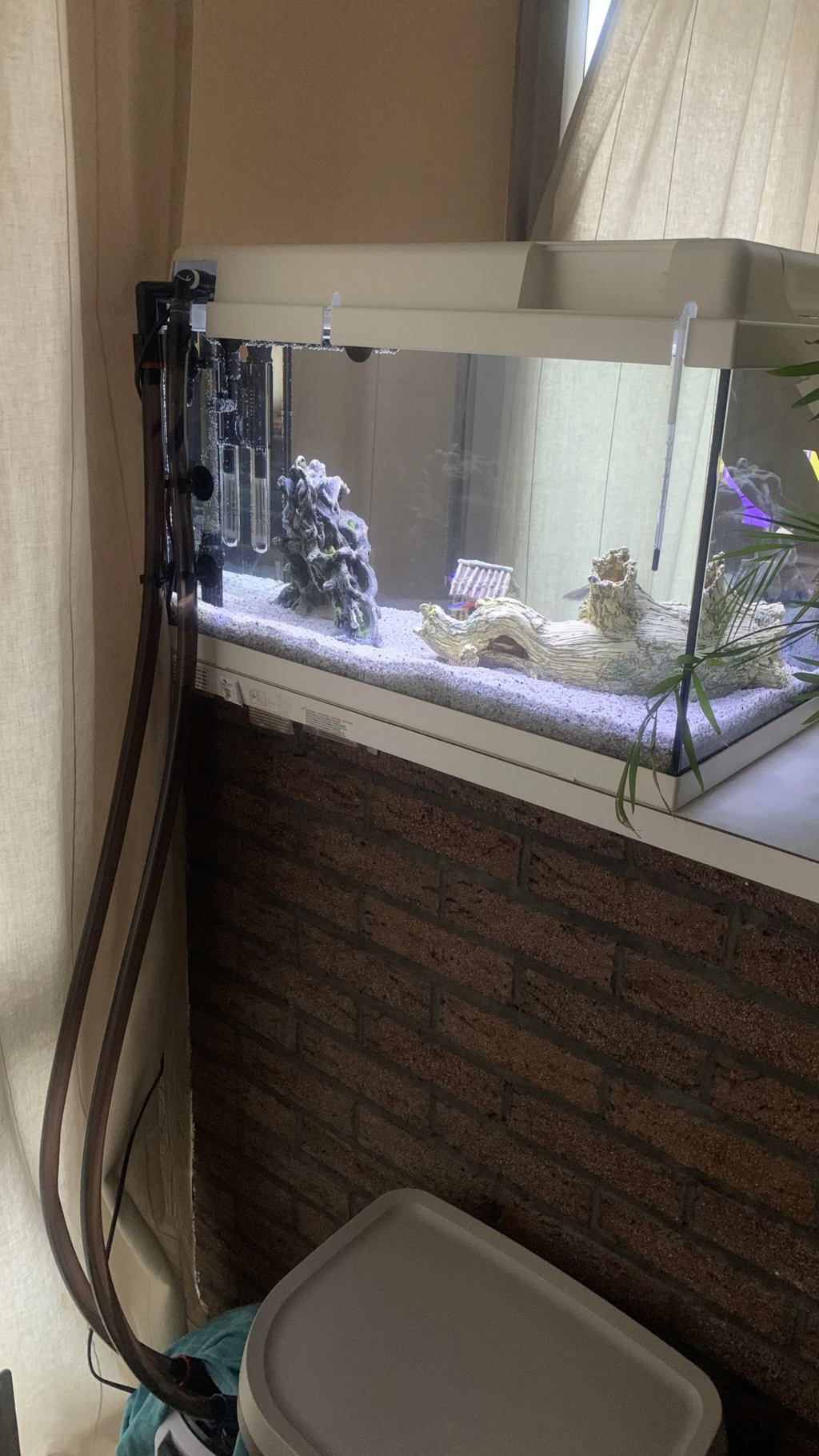 Aquarium de 60L 20210411