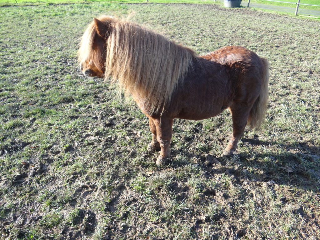 RUBIS DE LA LOGE - shetland PP mâle - 14 ans (réservé) Dsc00217