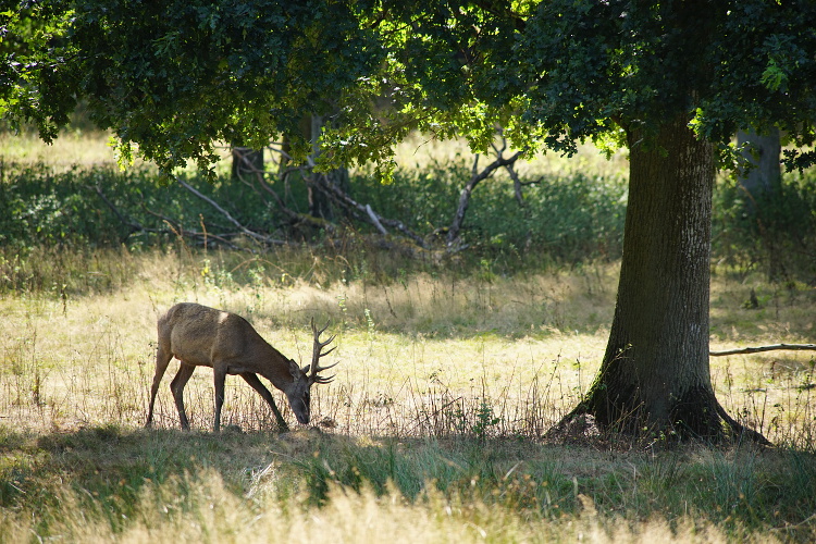 Une semaine avec les cerfs et les daims de Boutissaint Boutis13