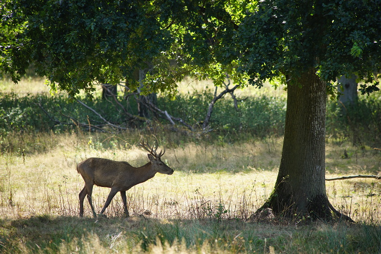 Une semaine avec les cerfs et les daims de Boutissaint Boutis14