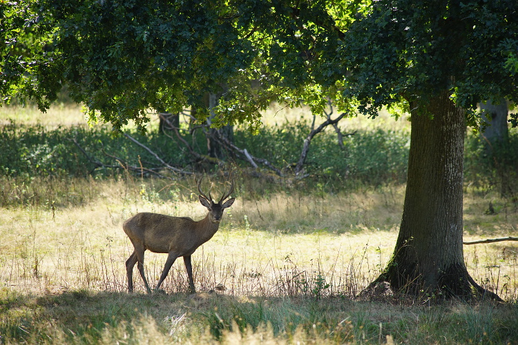 Photo du 14/06/2019 Boutis15