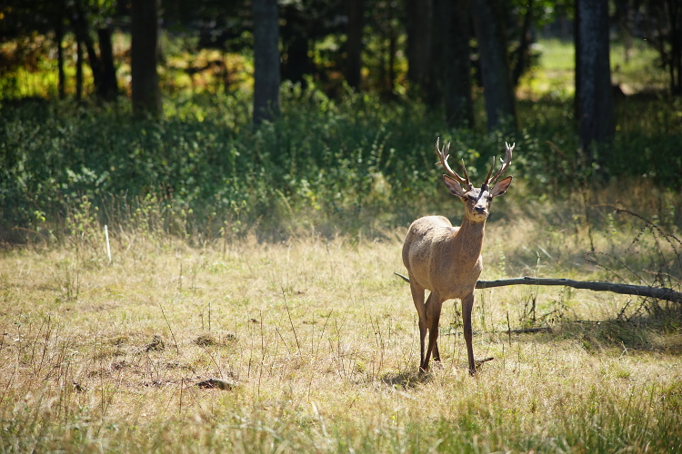 Une semaine avec les cerfs et les daims de Boutissaint Boutis16