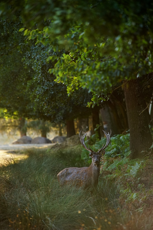 Une semaine avec les cerfs et les daims de Boutissaint Boutis17