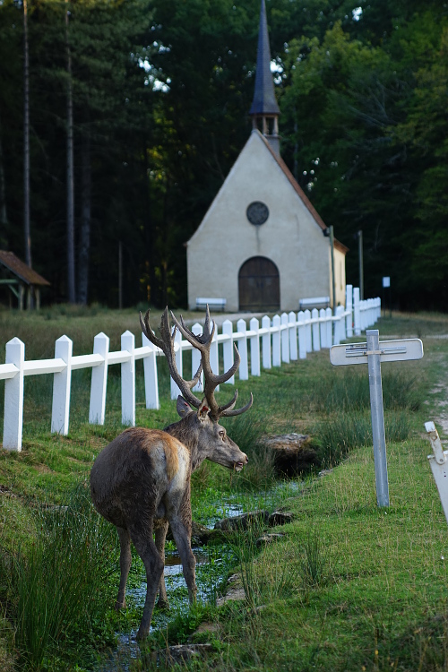 Une semaine avec les cerfs et les daims de Boutissaint Boutis18