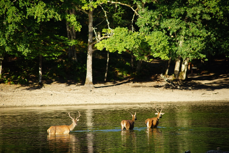 Une semaine avec les cerfs et les daims de Boutissaint Boutis21