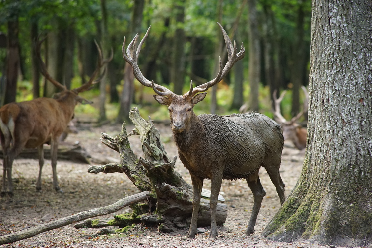 Une semaine avec les cerfs et les daims de Boutissaint Boutis22