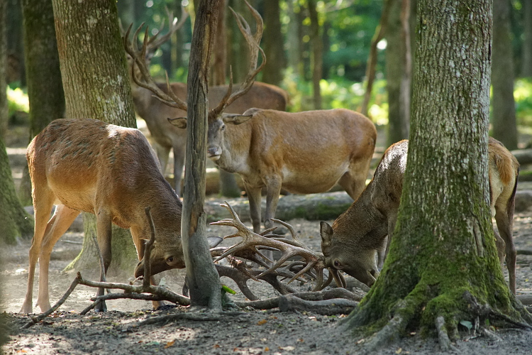 Une semaine avec les cerfs et les daims de Boutissaint Boutis25