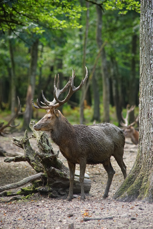 Une semaine avec les cerfs et les daims de Boutissaint Boutis26